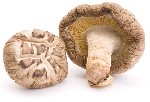 vitalpilze_de_shiitake